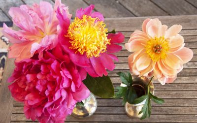 Peonies Caught my Attention Today!