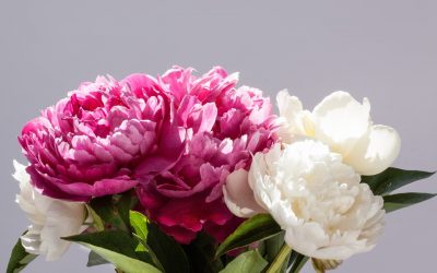Types of Herbaceous Peonies