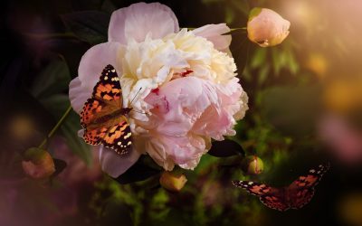 How to Plant Peonies in California and other Warm Climates