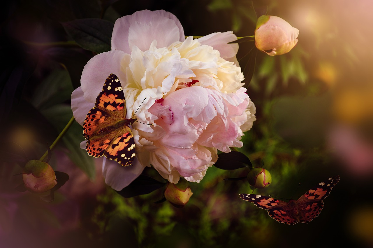 painted lady butterfly on peony