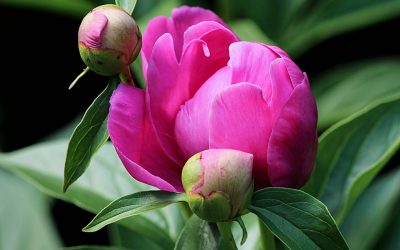 Peony Bloom in April-May in California