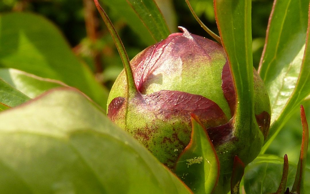 10 Tips for Planting and Growing Peonies