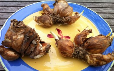 Cheap Tulips, Cheap Daffodils, Cheap Bulbs