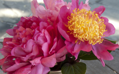 Replanting the Peony Divisions in Warm Climates