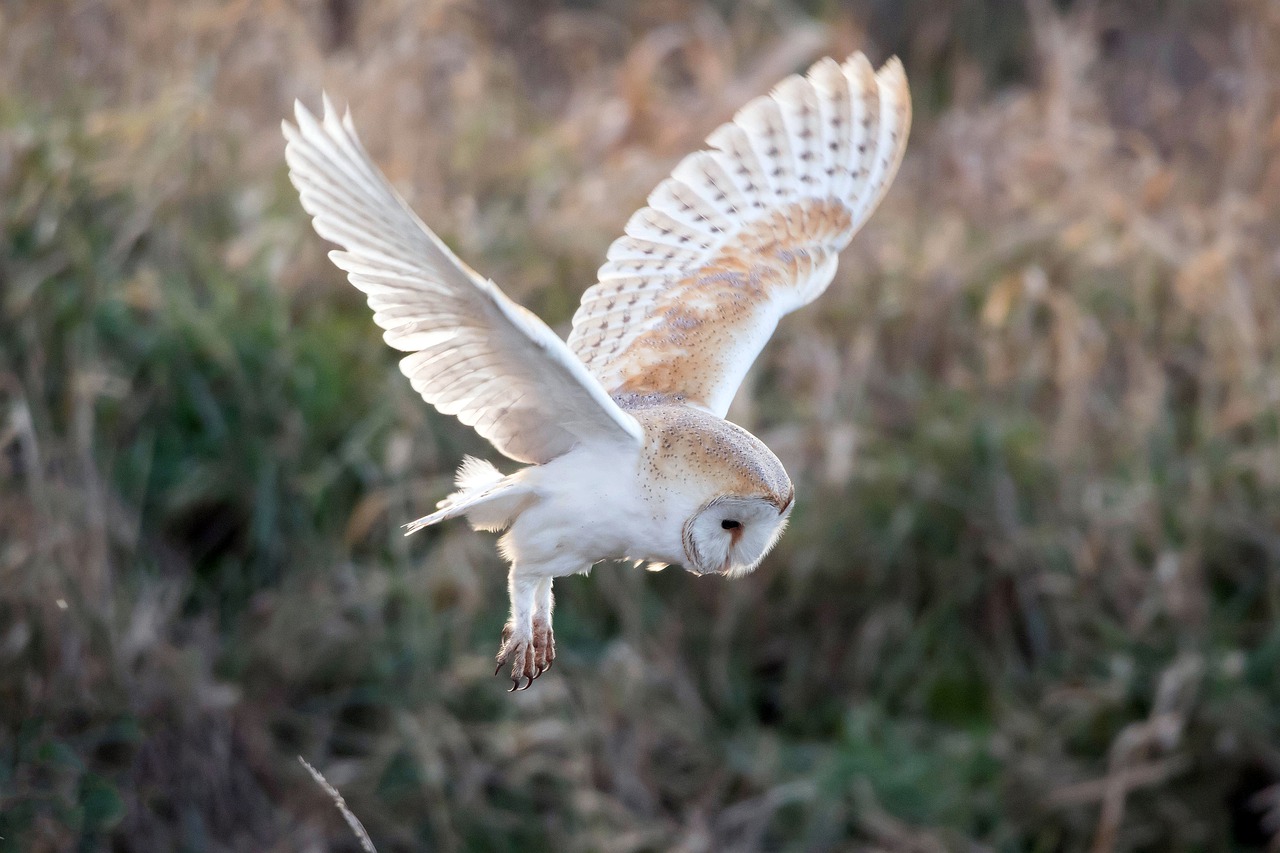 owl in flight