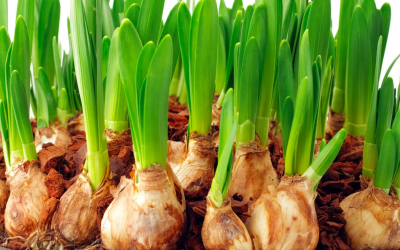 When to Order Bulbs, Corms, Daffodils, Crocus Sativa, Peonies