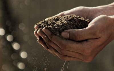Preparing the Soil for Planting Peonies and Bulbs