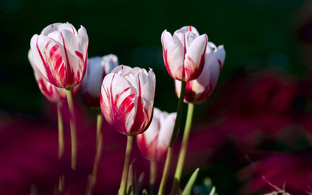 Bulbs, Corms, Roots – Tulips, Daffodils, Anemones and Peonies