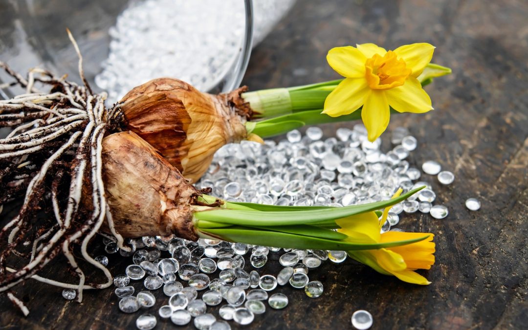 How Deep Should Bulbs be Planted? Tulips, Daffodils, Small Bulbs