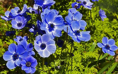 The Single Blues Anemones are my Favorite, Mr. Fokker