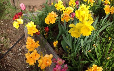 Heirloom Freesias, Fragrant, Multiply by Bulb Division and Seed