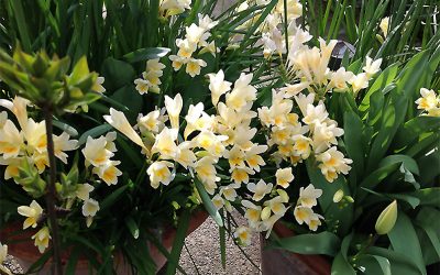 Freesias – Heirloom and Hybrids
