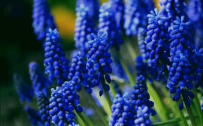 Muscari or Grape Hyacinth, a Bulb that Naturalizes