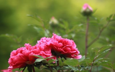 The Earliest Peonies are Blooming!