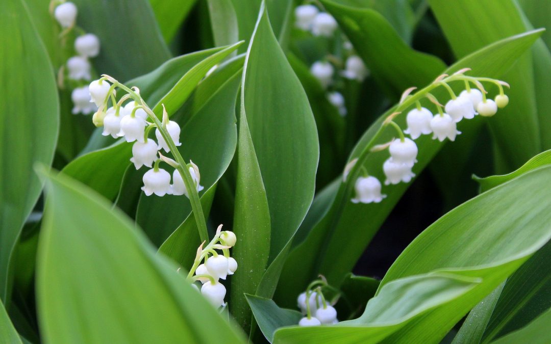 Lily of the Valley – Convallaria Majalis – Naturalizing