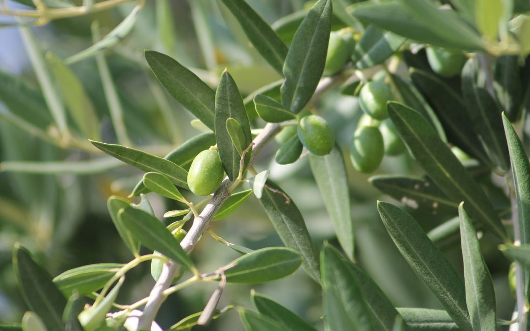 Pruning Olive Trees and Making them Produce Fruit