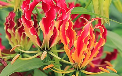 Gloriosa Rothschildiana Superba Lily Tubers Fresh and Available Now!