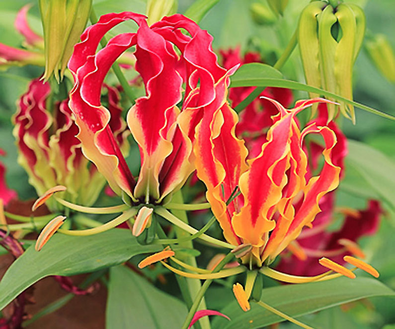 gloriosa lily blooms