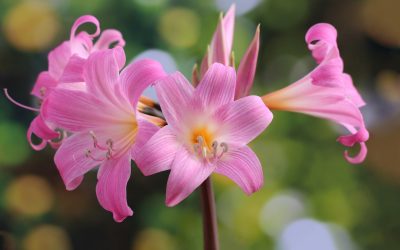 Amaryllis Belladona Bulbs – Naked Lady – With Peonies as well