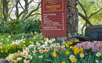 Ironstone Vineyards, Motherlode Daffodil Show