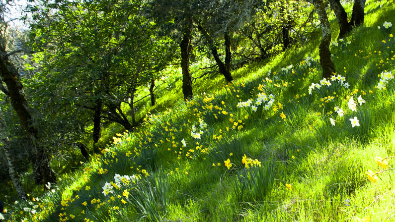 Daffodil 2013 Mixed Daffodil and Ice Follies Hillsides