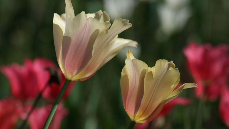 Tulips Blooming Latest