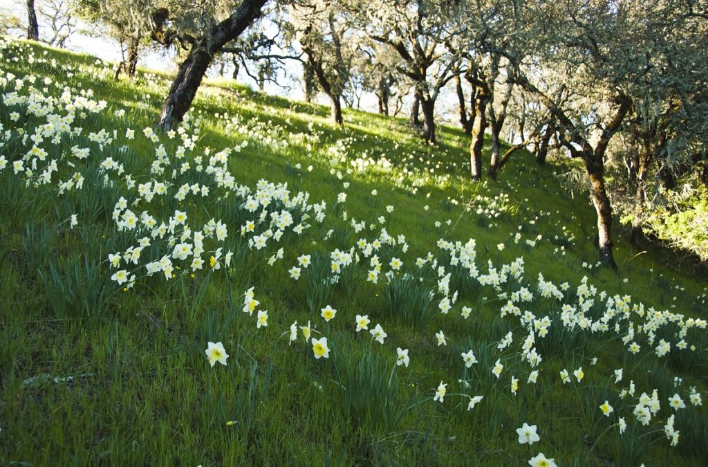 Daffodil Walk to White Daffodil Fields – Thalia and Ice Follies