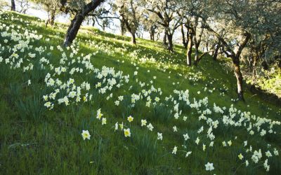 Daffodil Walk to White Daffodil Fields – Thalia and Ice Follies
