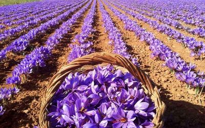 Growing and Harvesting Saffron from Crocus Sativus