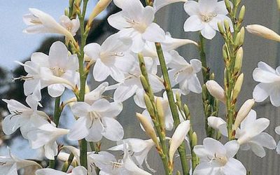 Watsonia is a Tall, Cutting Flower from the Gladiolus Family