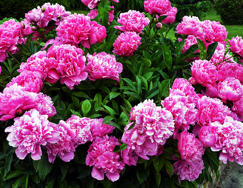 Peonies, Daffodils, Tulips, Saffron Crocus and other Bulbs – Order Today