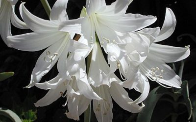 White Amaryllis Belladonna