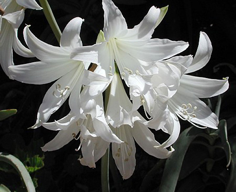 Amaryllis Belladonna whiteform