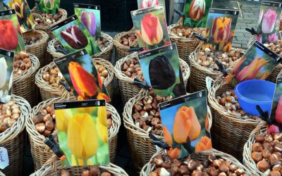 When Should I Order Bulbs, Tulips, Daffodils?
