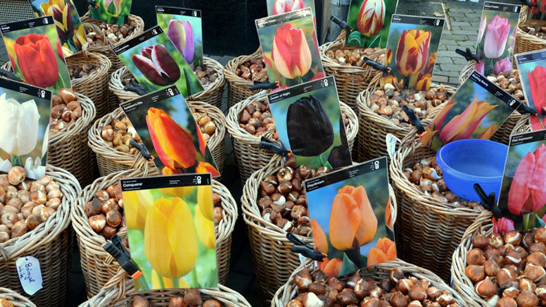 plant tulip bulbs