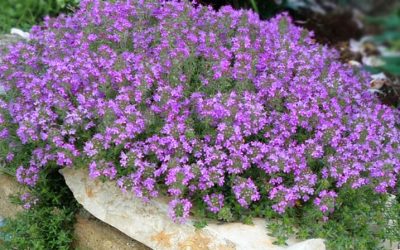 Planting Creeping Thyme Seeds