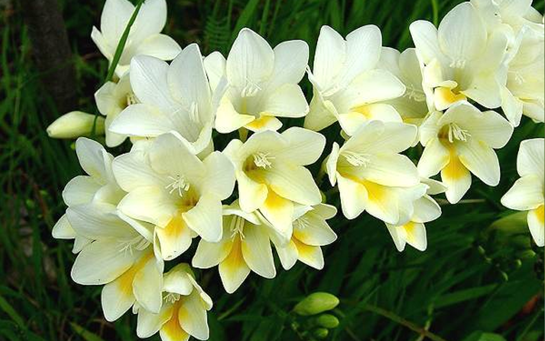 Cheap Daffodils