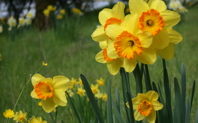 Golden Dawn Daffodil