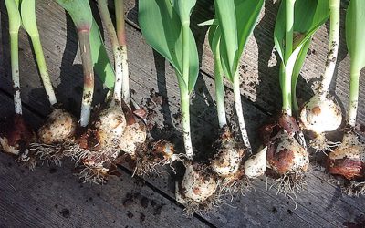 How to Store Bulbs – Tulips, Daffodils, Dark, Dry, Cool Conditions