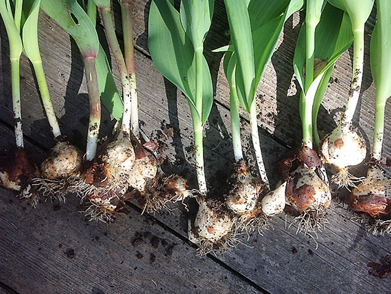 How to Store Bulbs – Tulips, Daffodils, Dark, Dry, Cool Conditions