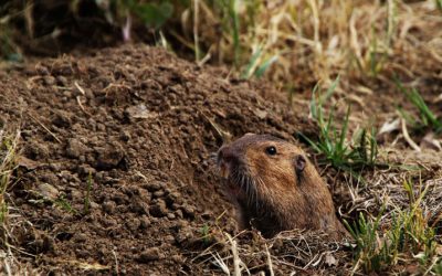 Fighting Gophers – But Daffodils Have no Fear of Them!