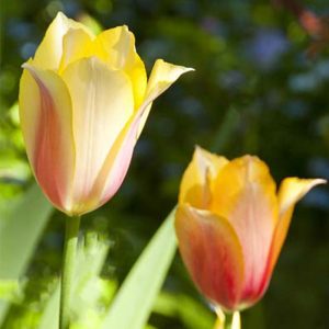 Tulip Blushing Beauty