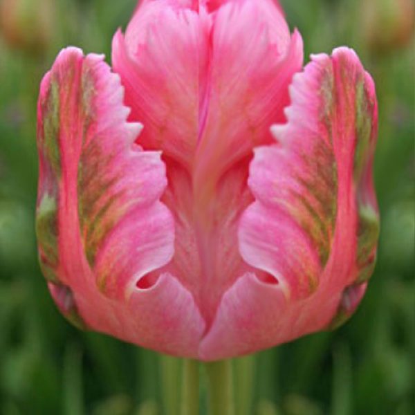 Tulip Fantasy