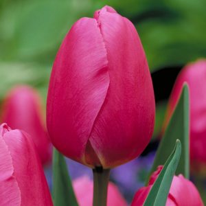 Tulip Renown