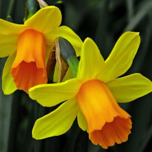 jetfire daffodils