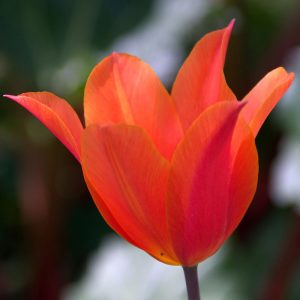 Tulip Temple of Beauty